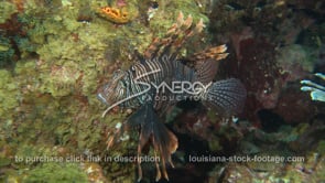 2273 lionfish on flower garden banks national marine sanctuary