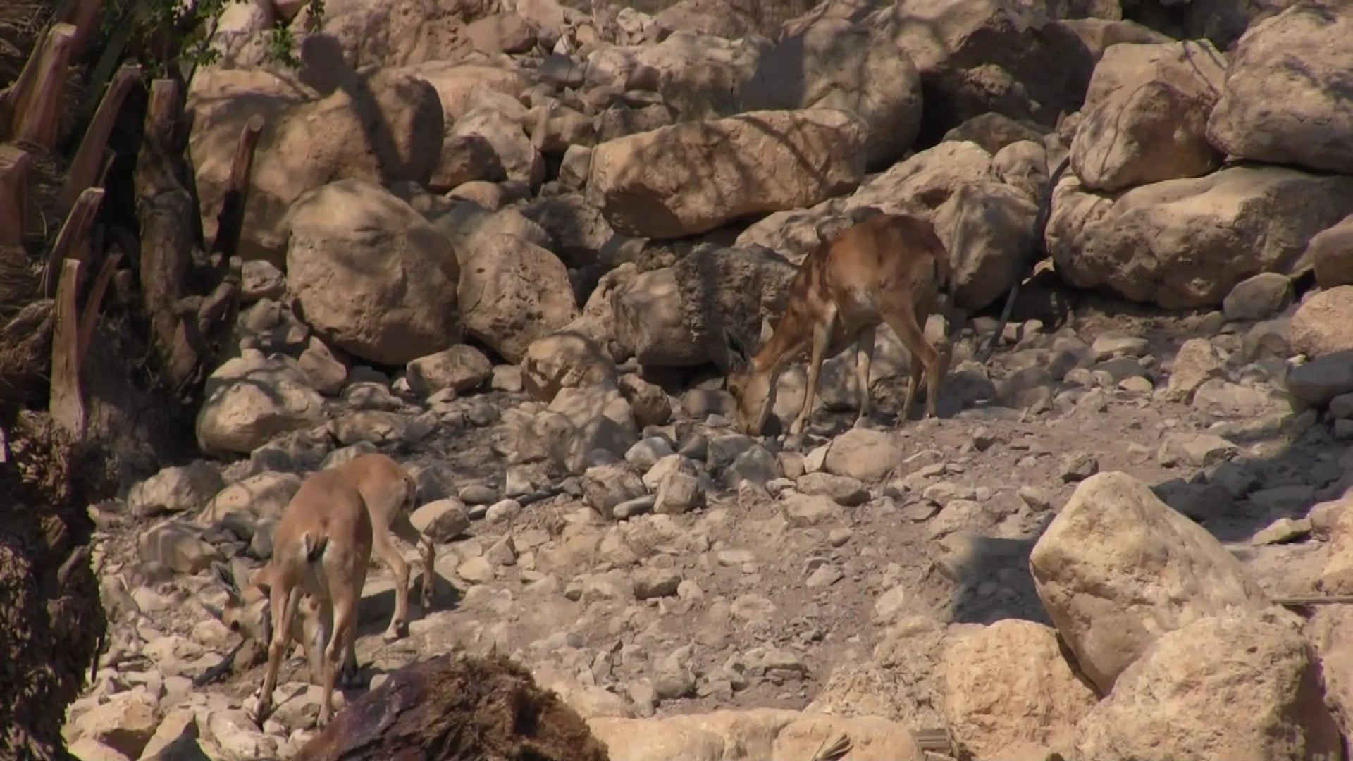 The mountain goats (Ibex) at Ein Gedi (1 Sam 24:2)