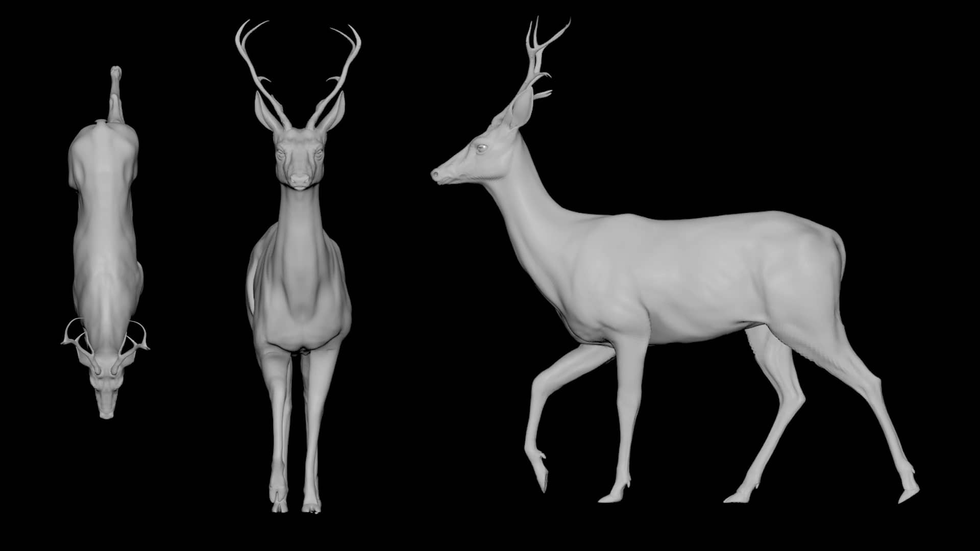 Deer Walk Cycle Animation on Vimeo