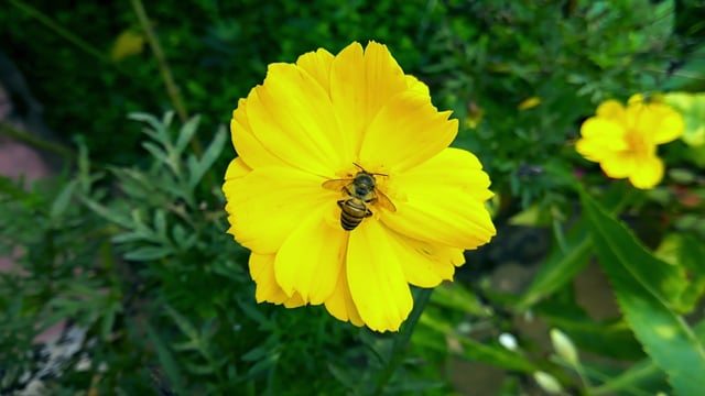 Honey Bee Flower Cosmos - Free video on Pixabay