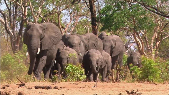 Elephant Ganglands