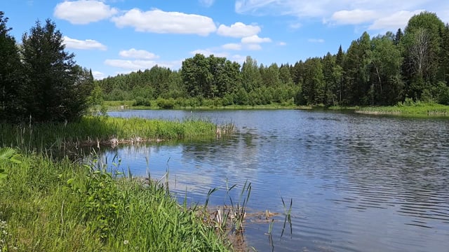 Nature, Pond, Village. Free Stock Video - Pixabay