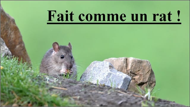 Fait comme un rat ! on Vimeo