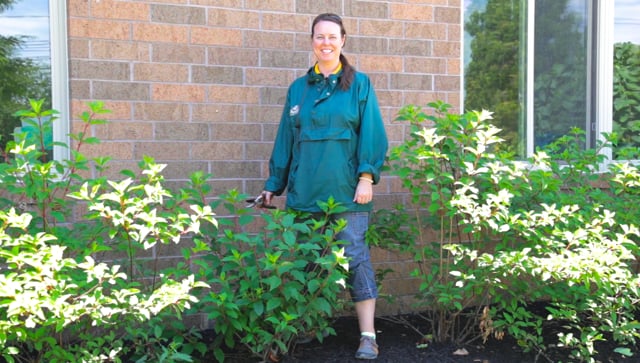 How to Prune Panicle Hydrangeas In Early Summer