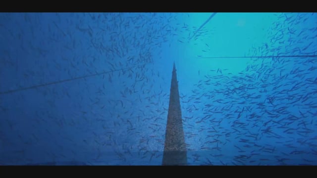 Trailer - The Deep Med