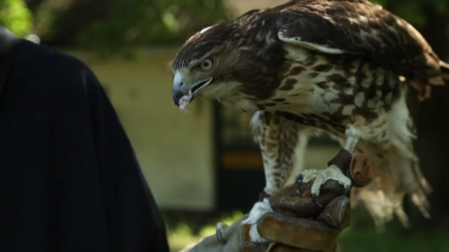 THE FALCONER | 75’/ 60'| 2020 | USA - Trailer