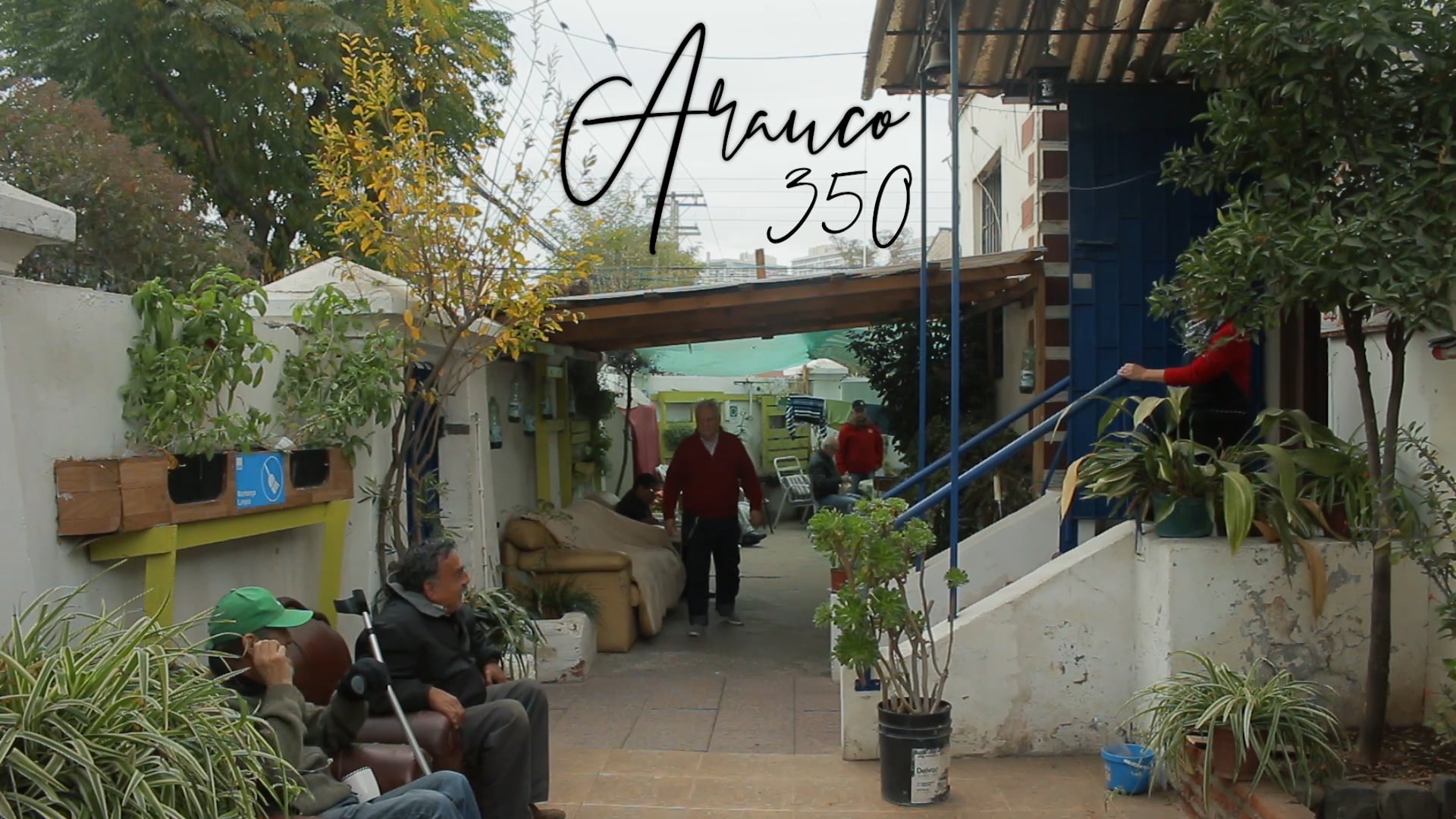 Arauco350