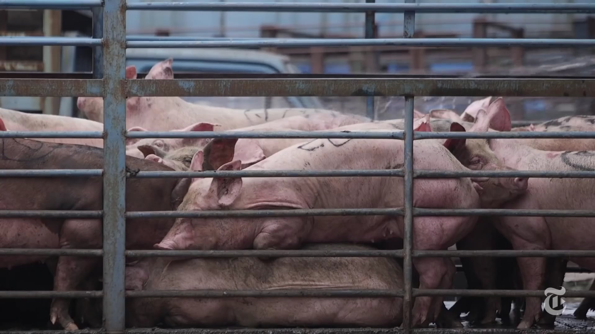 To Understand the Chinese Economy, Follow the Bacon