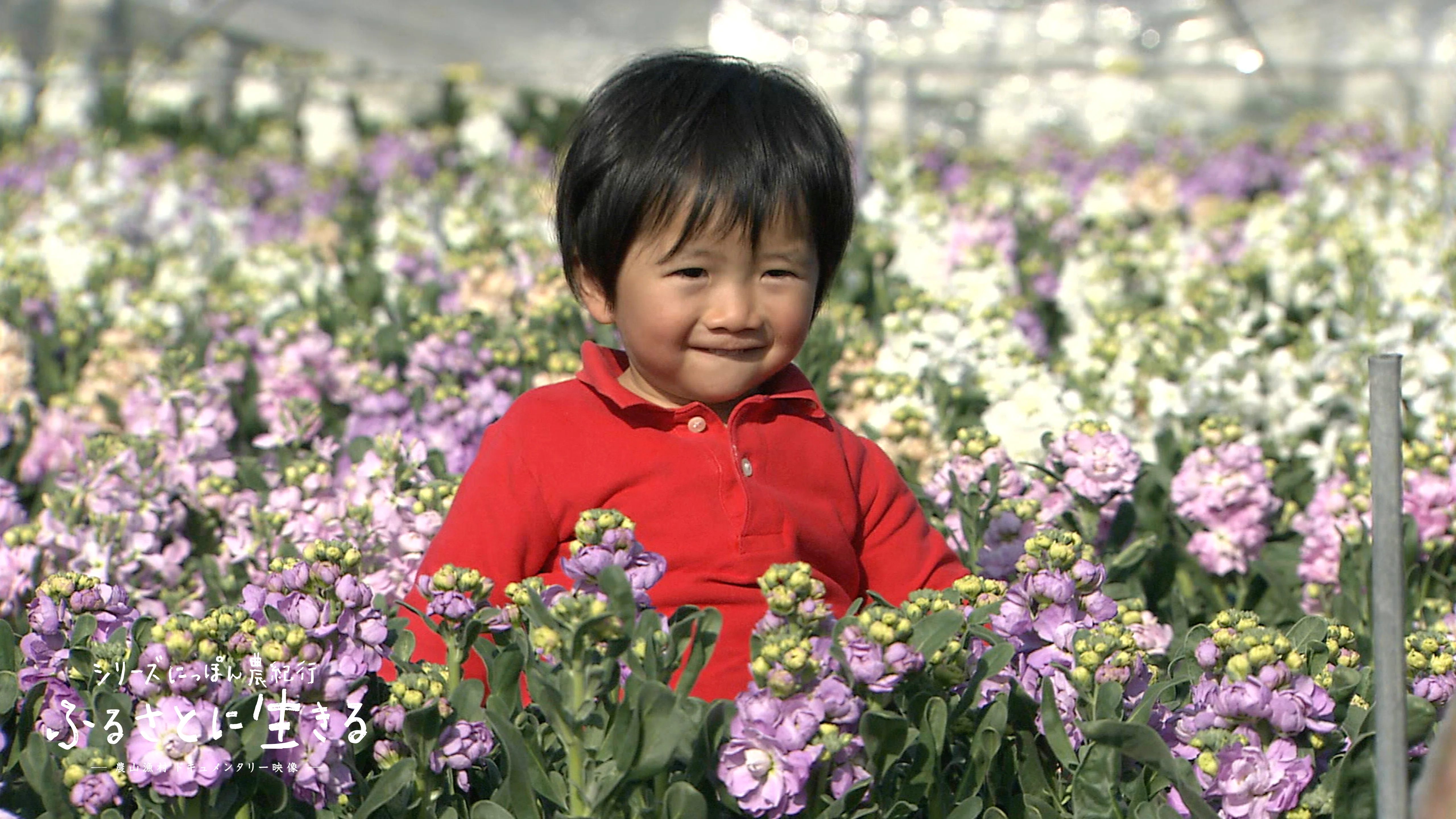 01.南房総の花畑、早春の花摘み｜千葉県｜にっぽん農紀行 ふるさとに生きる