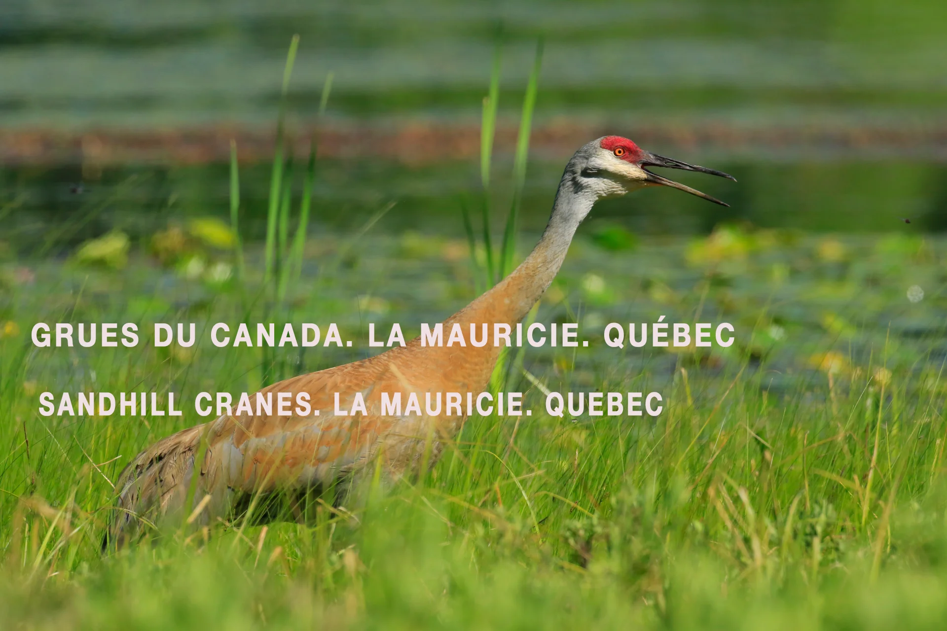 Sandhill Crane(Grue du Canada) (Oiseaux du Québec) · iNaturalist