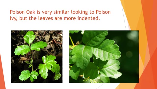 How to - Poison Ivy Safety