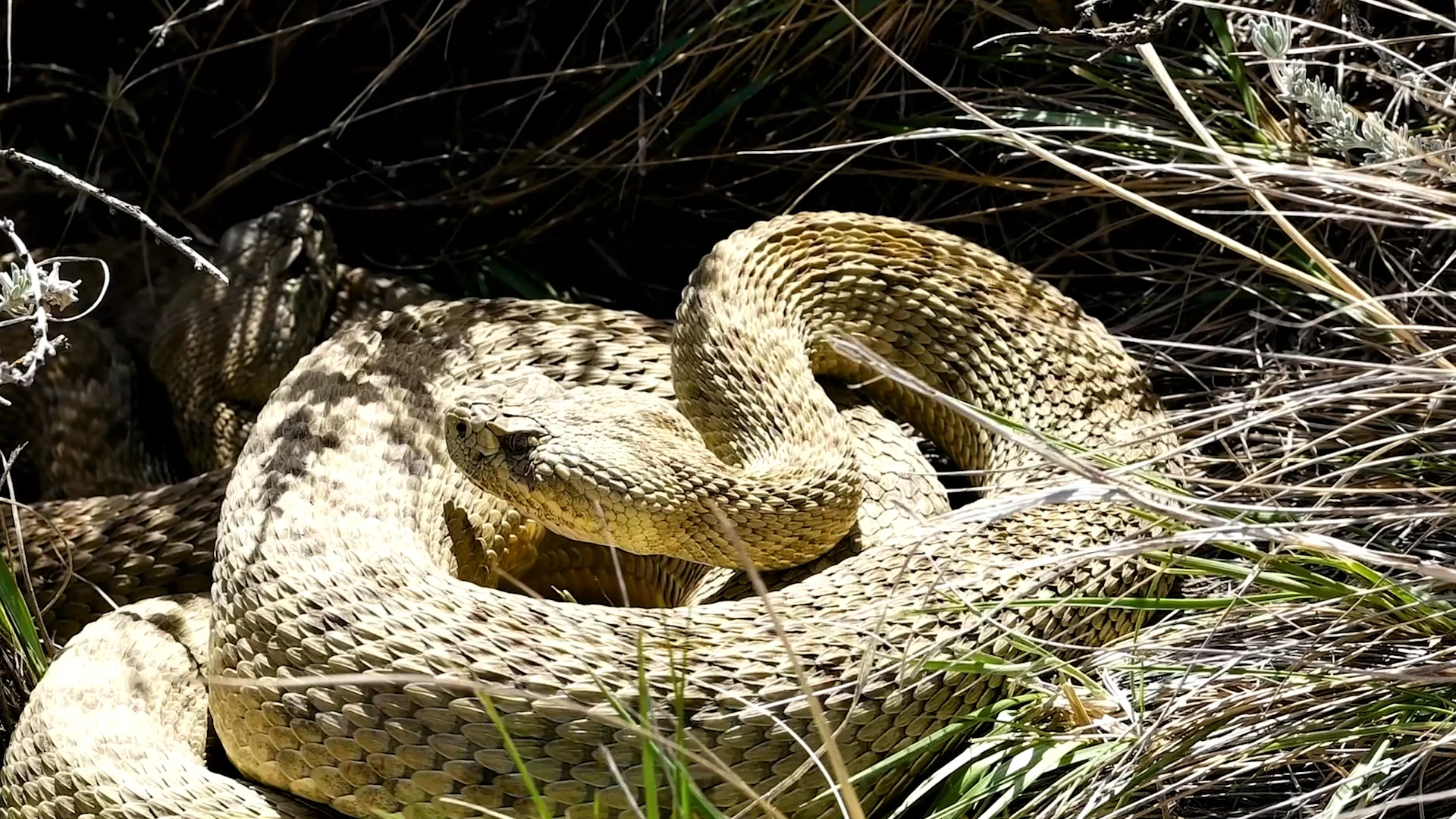 Razer // Snake Gaiter on Vimeo
