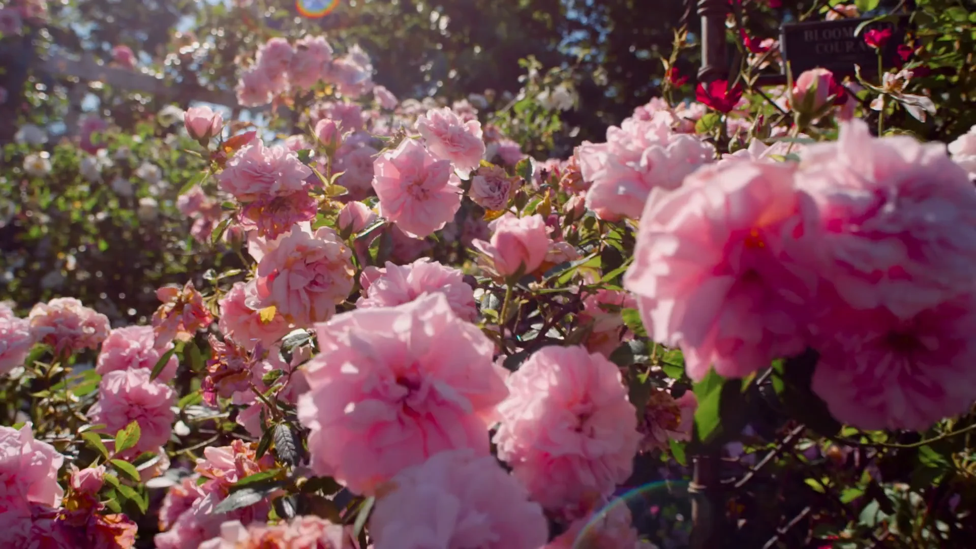 Chandon - Garden Spritz on Vimeo