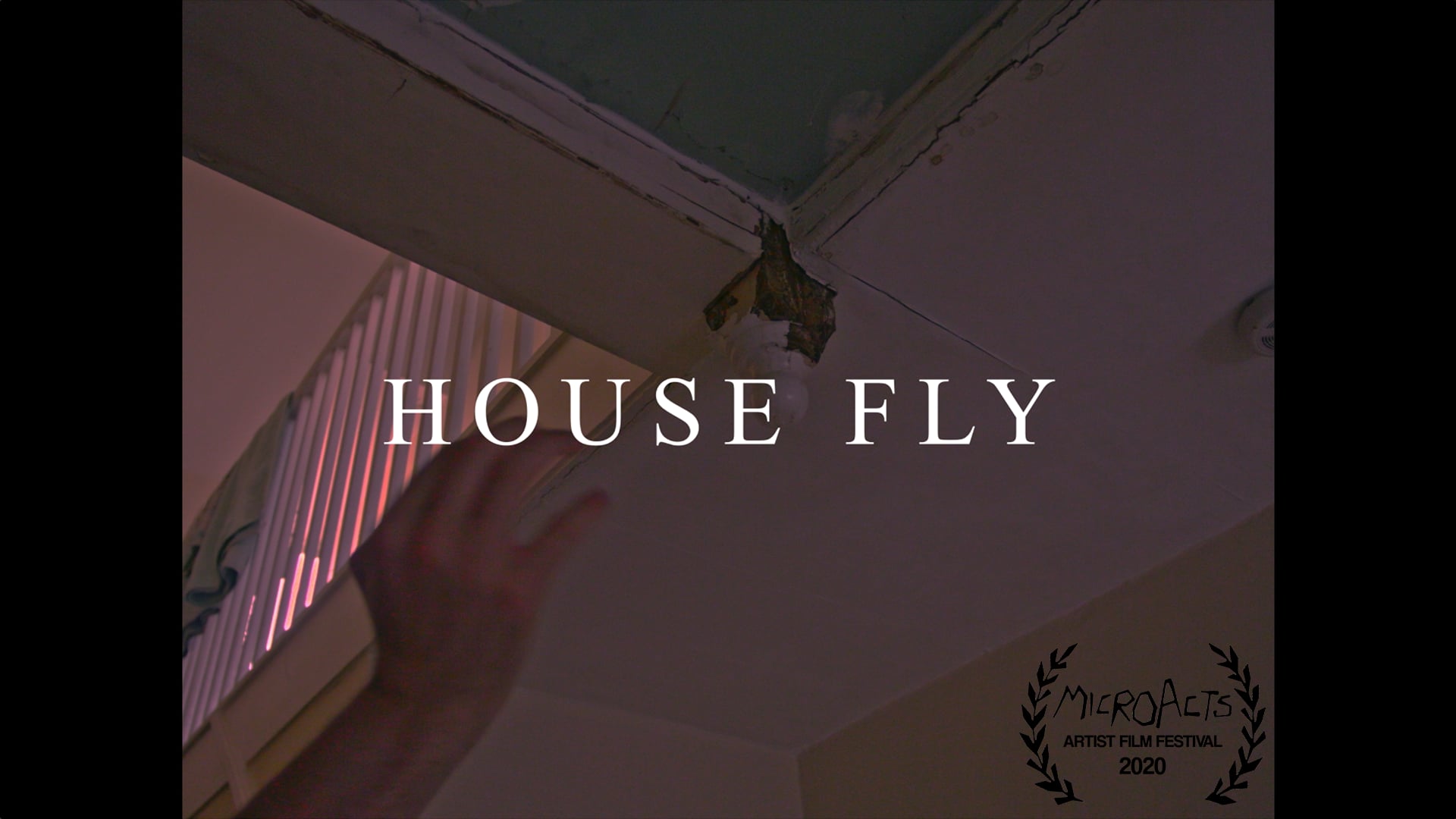 HOUSE FLY