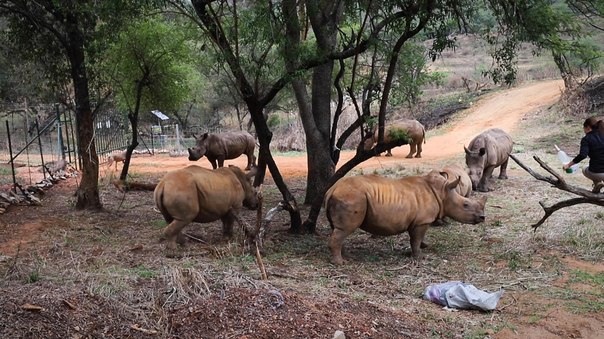 MarGreen - Rhinos