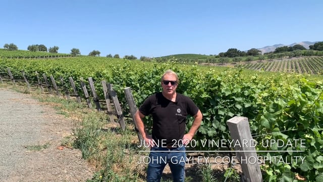 June 2020 Vineyard Update