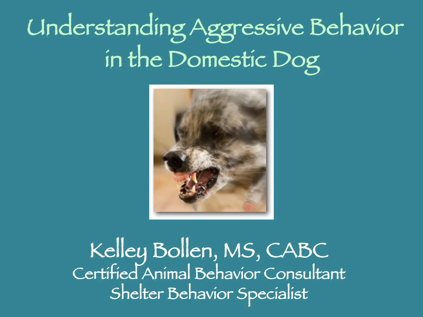 what-causes-sudden-aggression-in-dogs