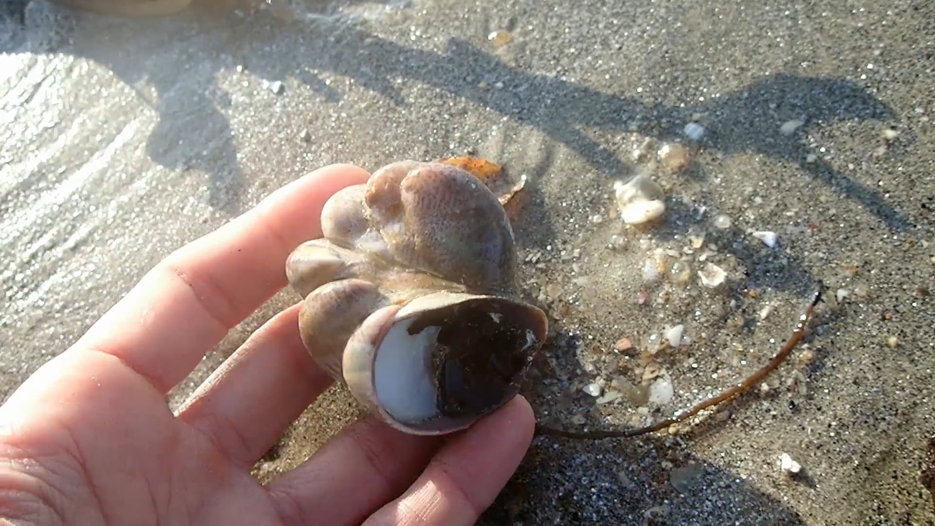 Bichos Raros - Crepidula