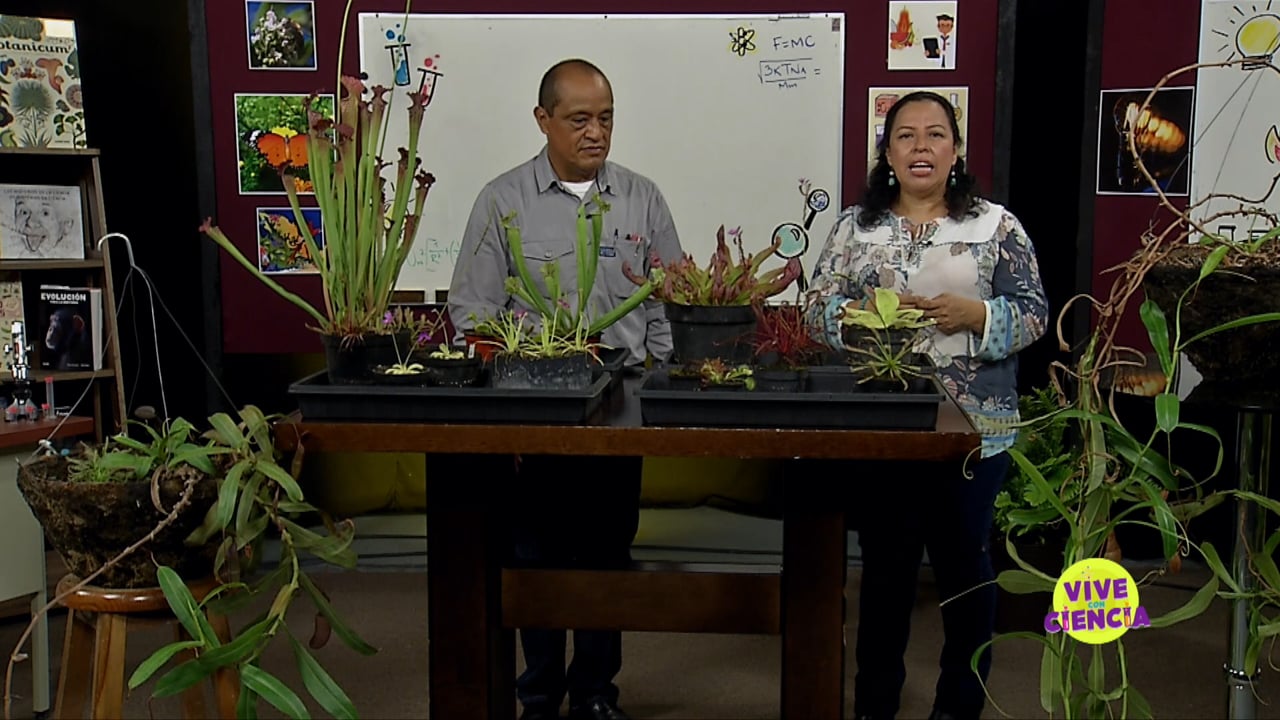 Plantas Carnívoras