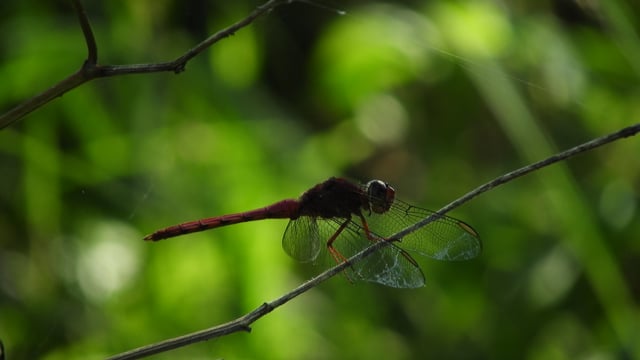 Insect Nature Flying - Free video on Pixabay