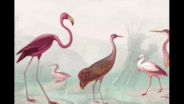 Pomme Chan: Flamingo Animation