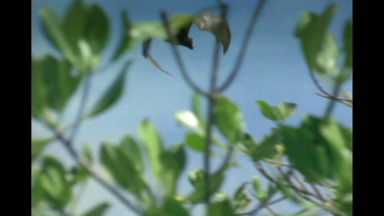 Zoobooks Bats on Vimeo