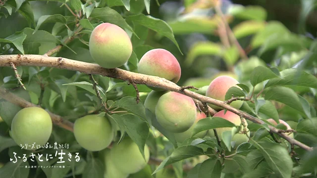 04.紀州南高梅の収穫。塩漬けから天日干しを経て梅干しに