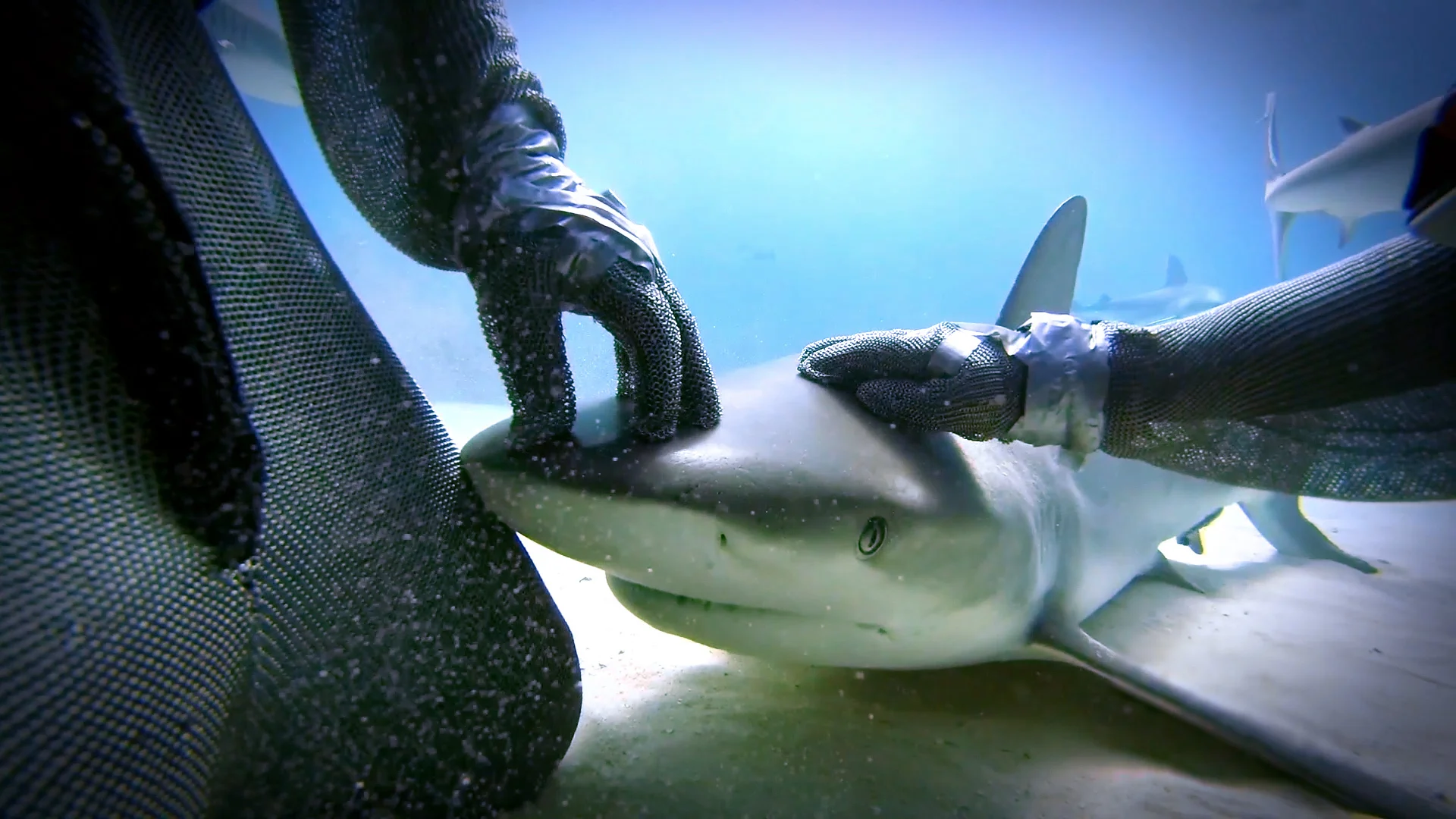Meet the Shark Whisperer who sticks her hand in their mouths to