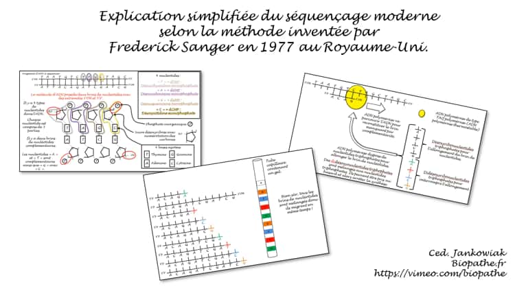 Préparation d'une lame pour l'observation de cellules muscuculaires de  steak. on Vimeo