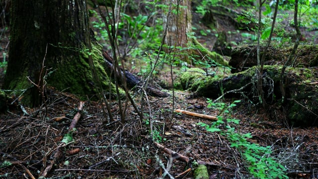 Picturesque wildlife, thick of the forest. Beautiful green moss on the  stones and roots of trees 26483824 Stock Photo at Vecteezy