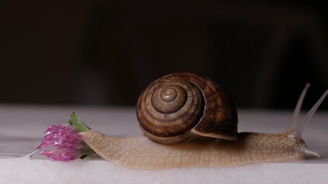 100+ Free Snail & Nature Videos, HD & 4K Clips - Pixabay