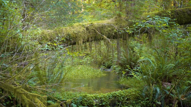Stream in the Moss Covered Forest