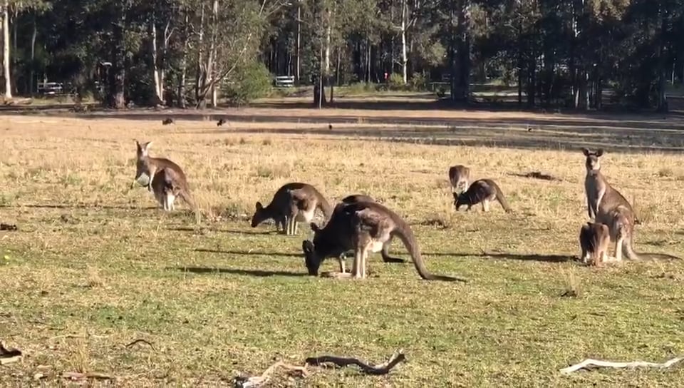 Worrowing Wild Kangaroos on Vimeo