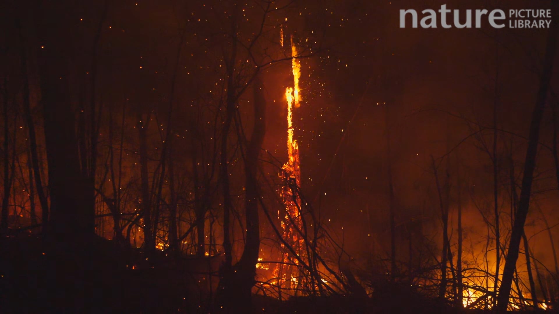 Slow motion clip of dead trees continuing to burn after a bushfire, NSW ...