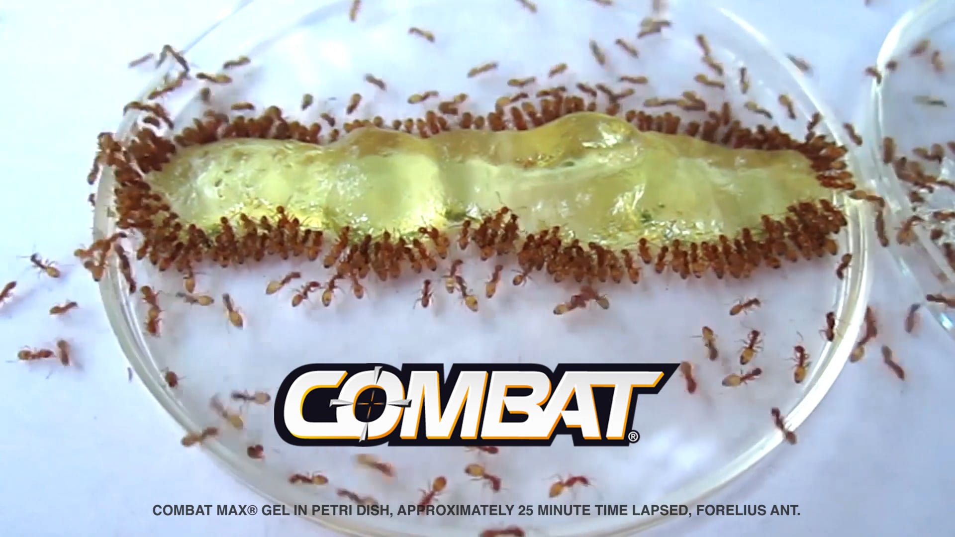 Combat Ants Love It To Death