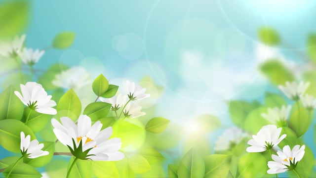 Flowers Live Wallpaper for Android free download  Wonderful flowers Live  wallpapers Android wallpaper
