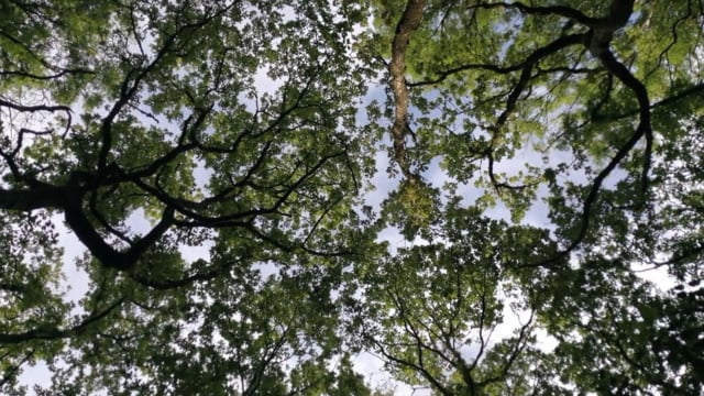 Vimeo Thumbnail (API)