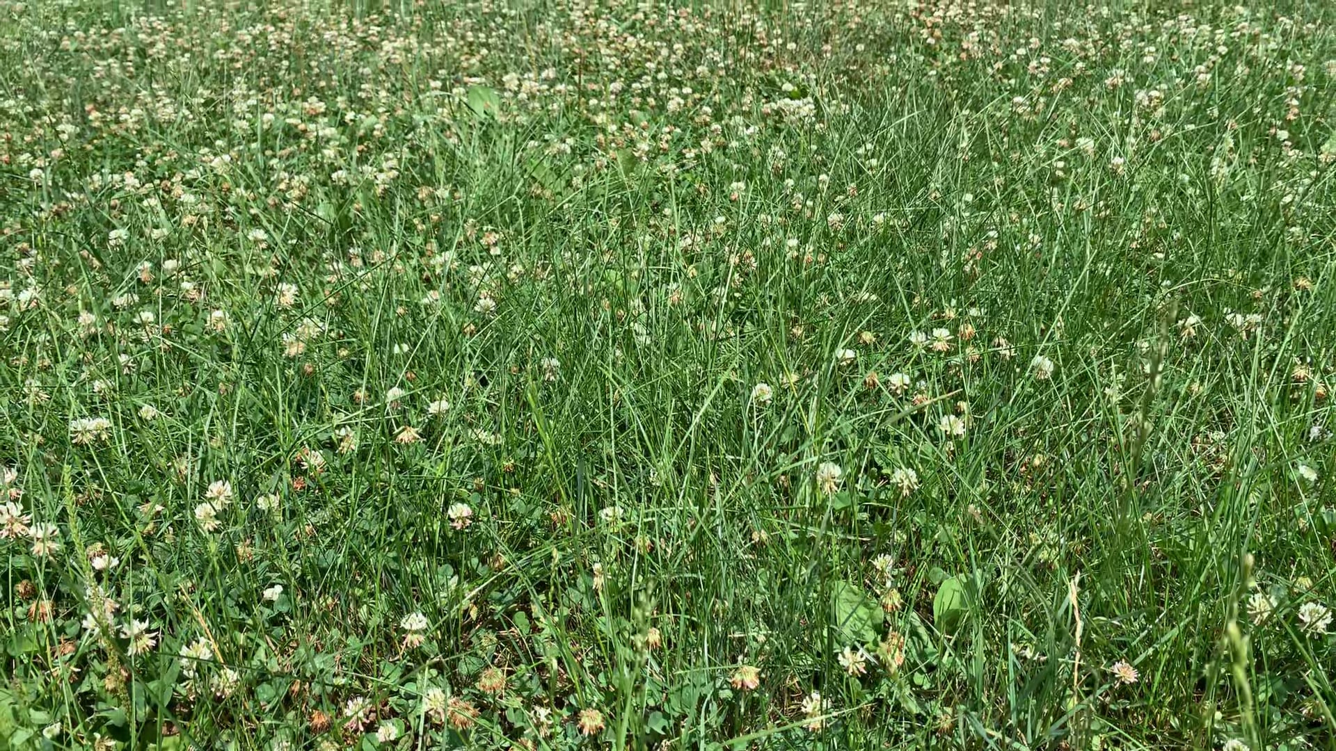 Will you join with the one spreading the good seed? Parable of the Weeds Mt 13:24-30