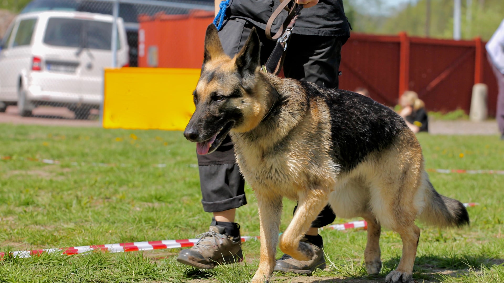 Life-saving Israel Dog Unit
