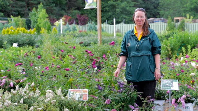 Butterfly Bush | Grow Buddleia for Repeat Blooms, Deer Resistance & Pollinators