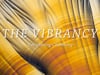 THE VIBRANCY