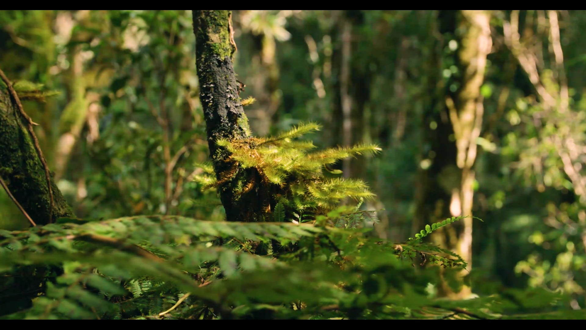 Quarantine Forest
