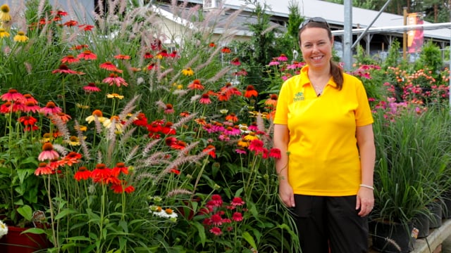 Coneflower | Grow Echinacea for Repeat Blooms, Deer Resistance & Pollinators