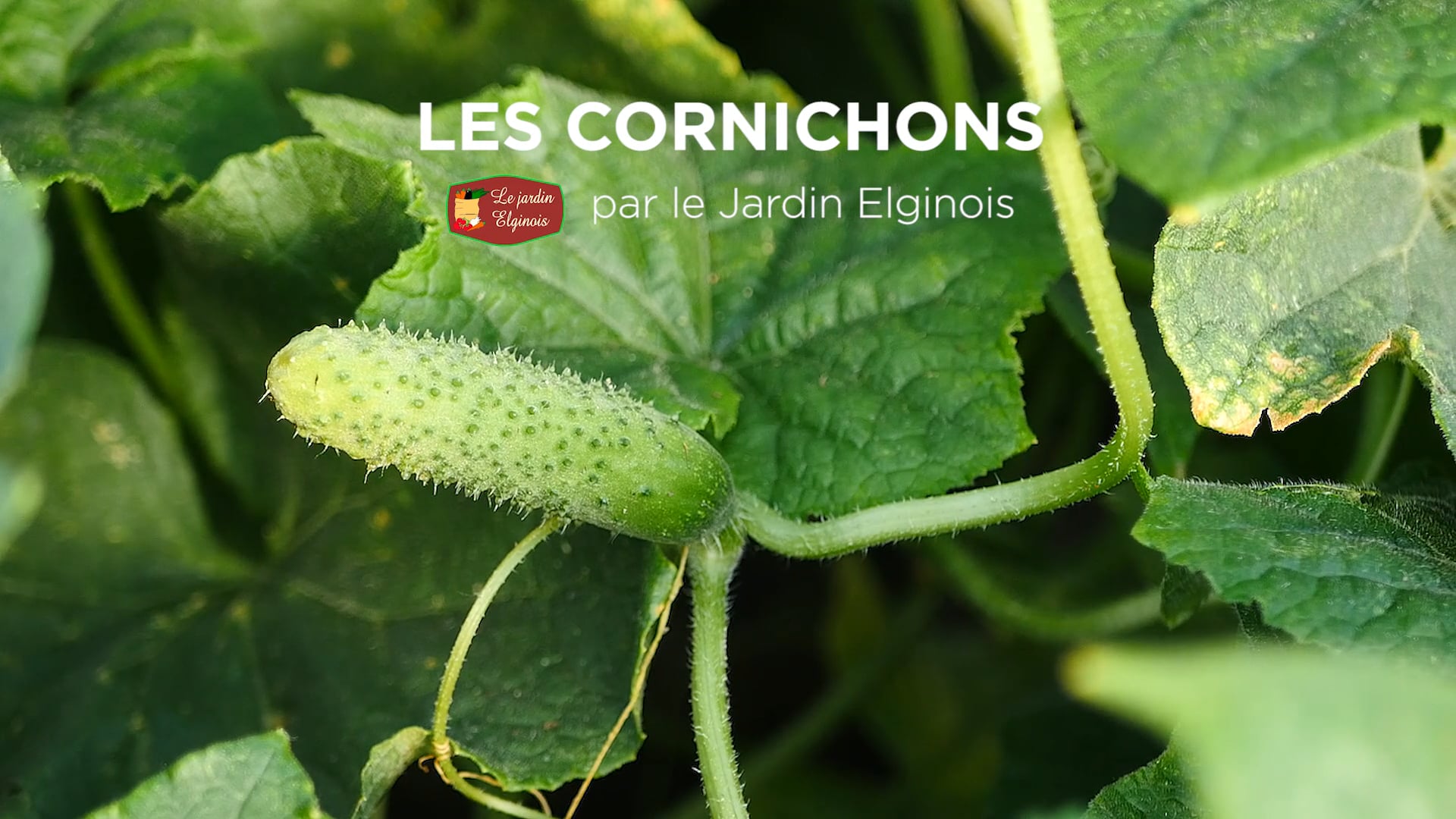 Le cornichon. Storyboard, prise de vues, postproduction
