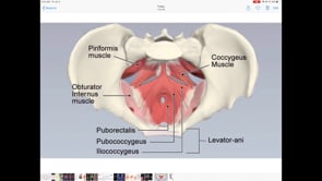  Coccyx and Vibration