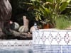 Mandina pool with birds