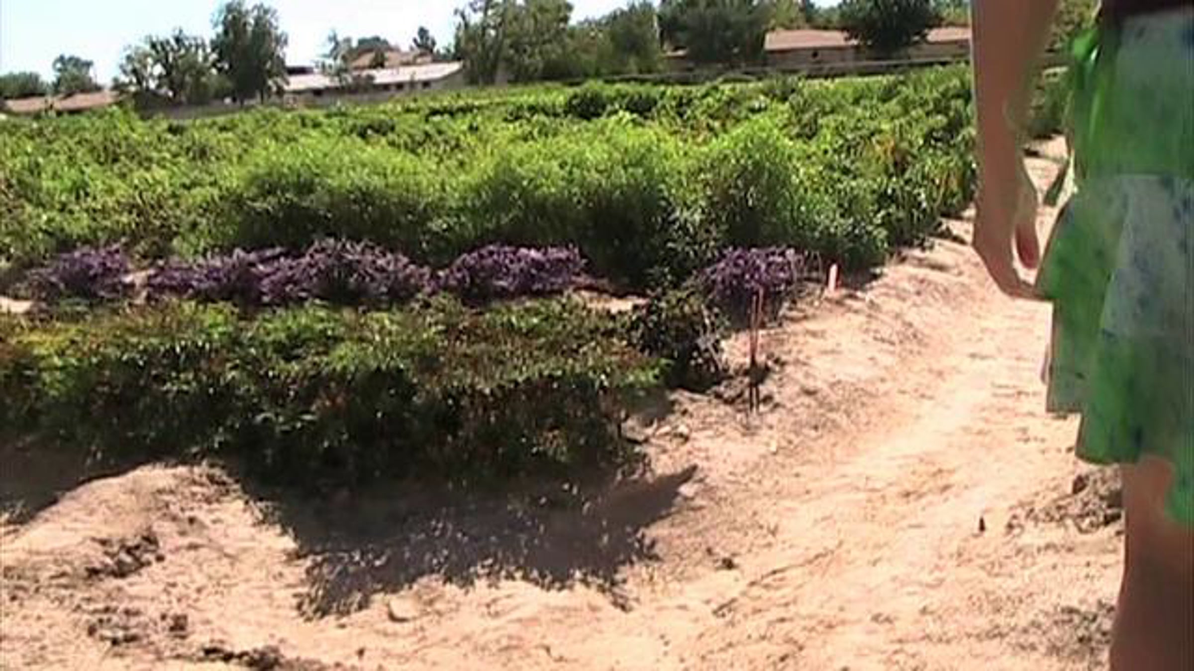 PHD Tales from the Road - NMSU's Chile Pepper Institute