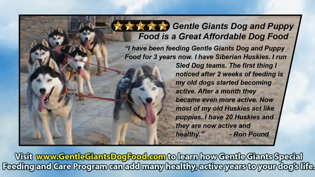 Gentle giants dog food stater clearance bros