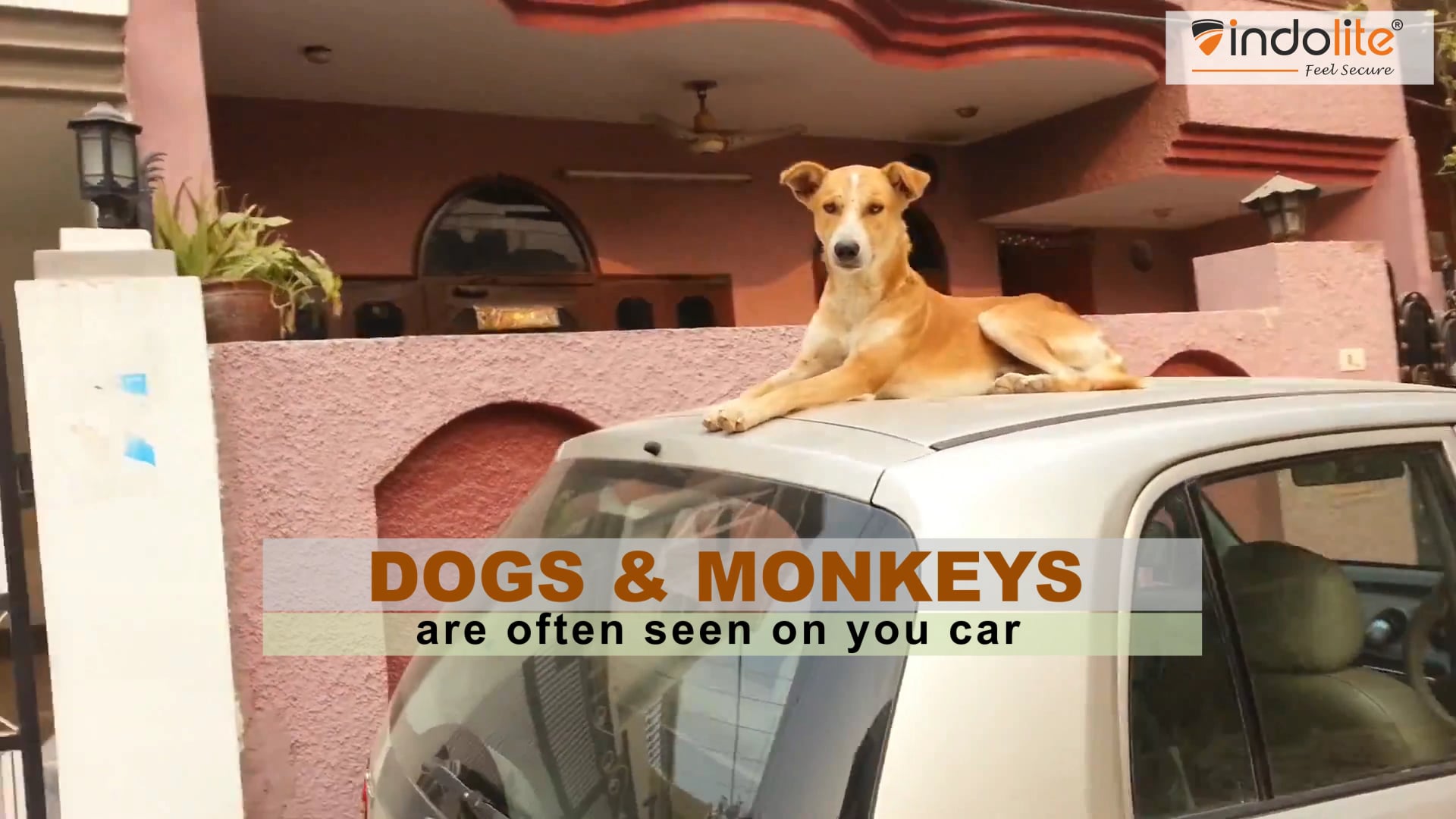 Car Roof Protector Save your car from Dogs & Monkeys on Vimeo