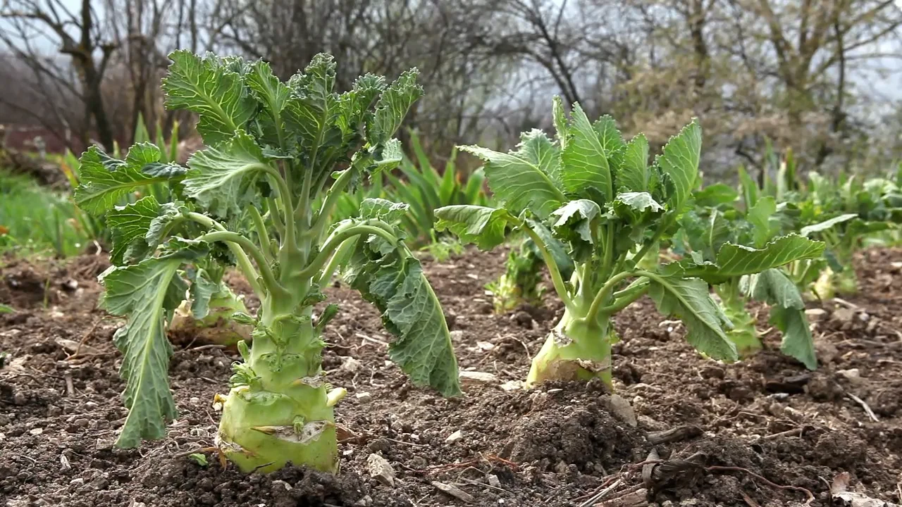 Samengrtnerei von Kohlrabi